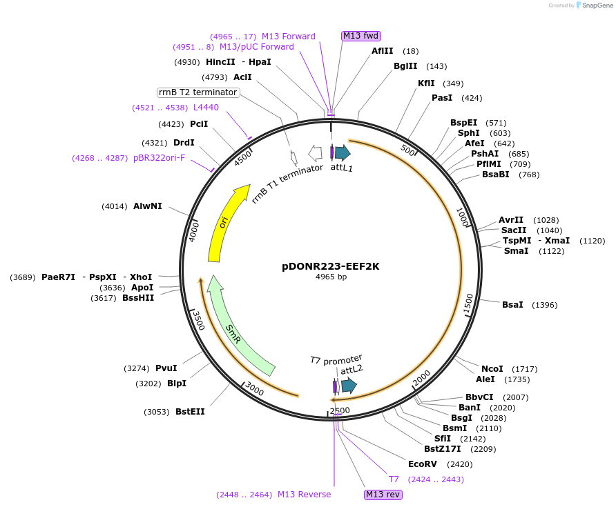 23726-plasmid-map-sequence-id-267449