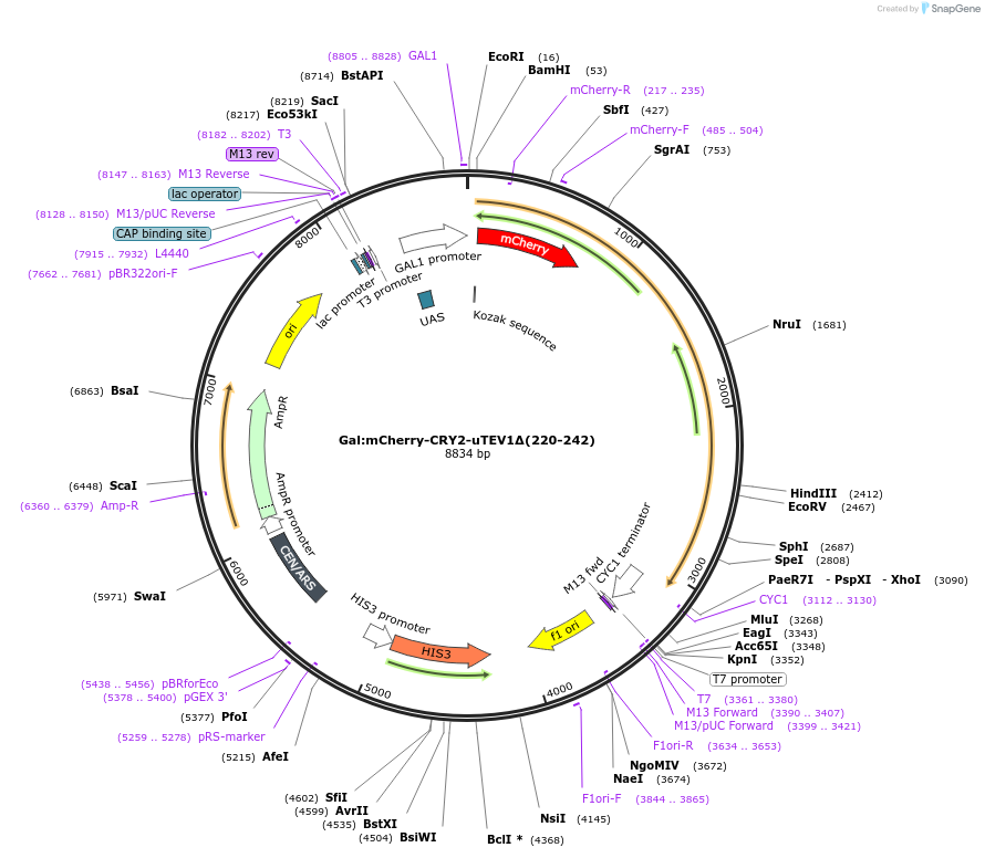 135452-plasmid-map-sequence-id-267453