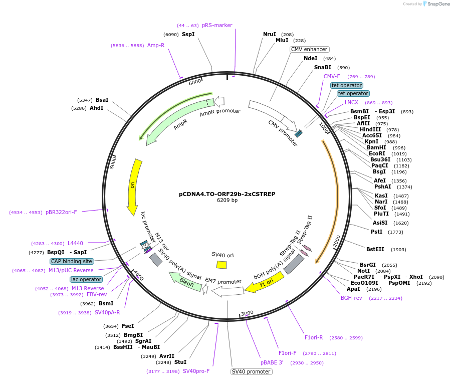 136190-plasmid-map-sequence-id-267499