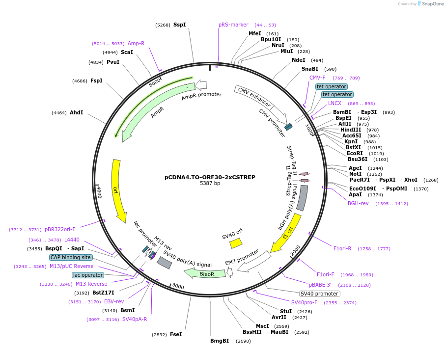 136191-plasmid-map-sequence-id-267501