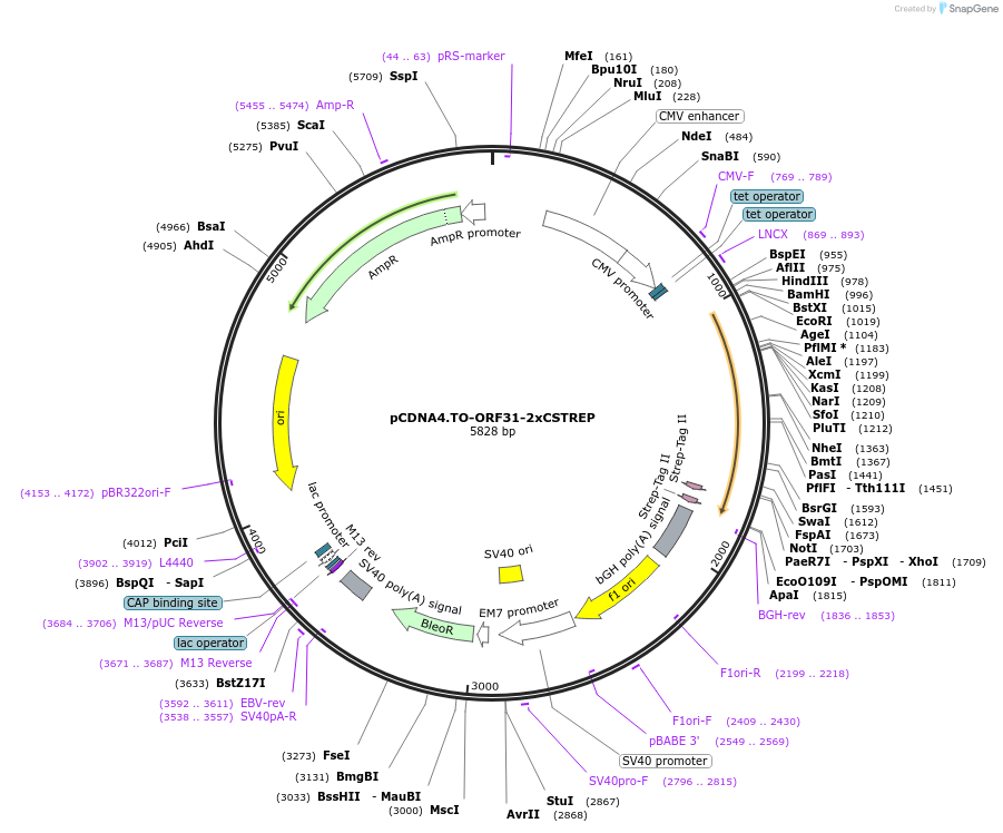 136192-plasmid-map-sequence-id-267502
