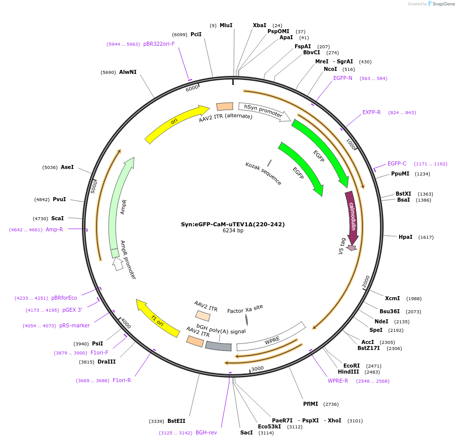 135463-plasmid-map-sequence-id-267518