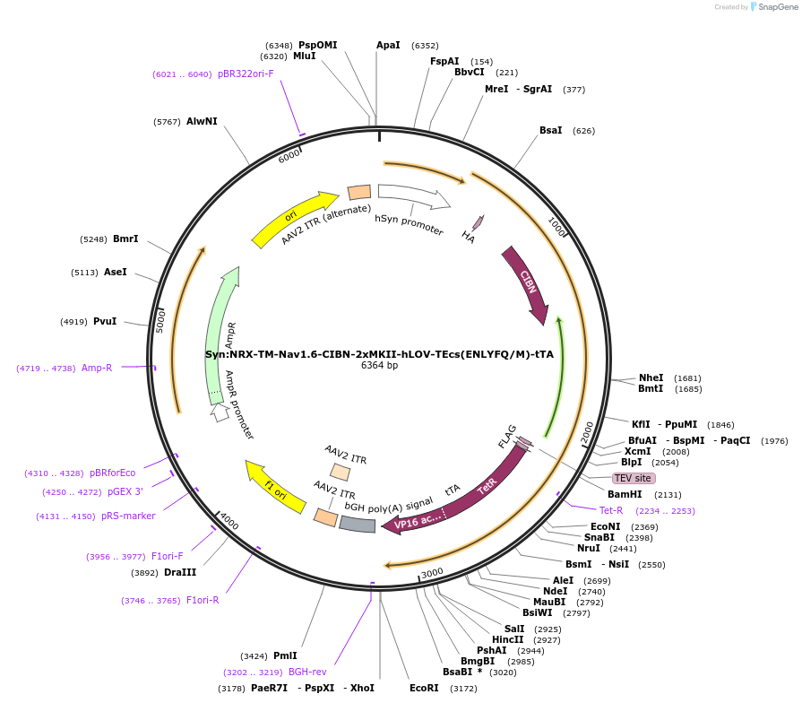 135462-plasmid-map-sequence-id-267519