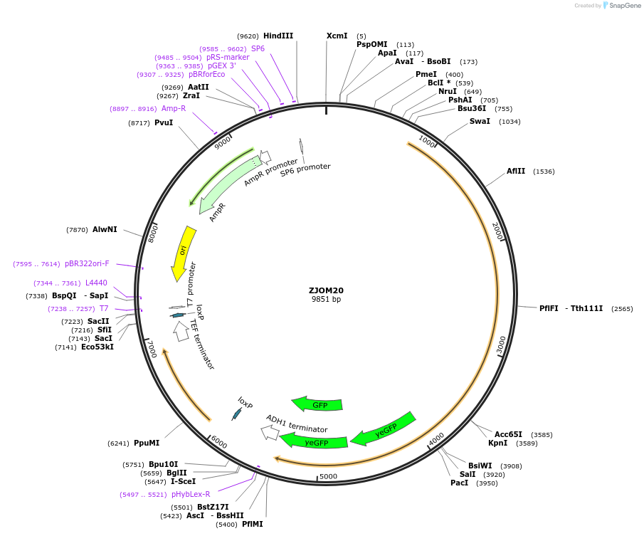133644-plasmid-map-sequence-id-267523