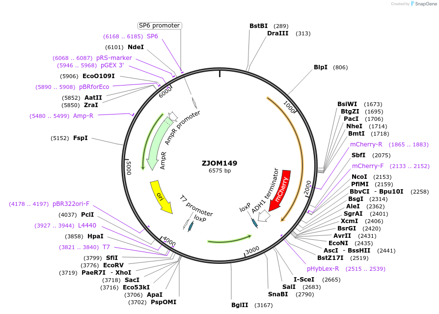 133646-plasmid-map-sequence-id-267526