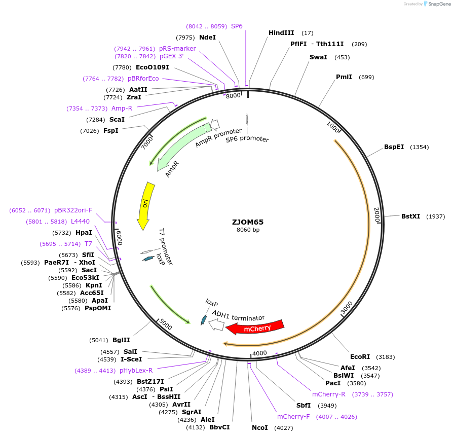 133654-plasmid-map-sequence-id-267529