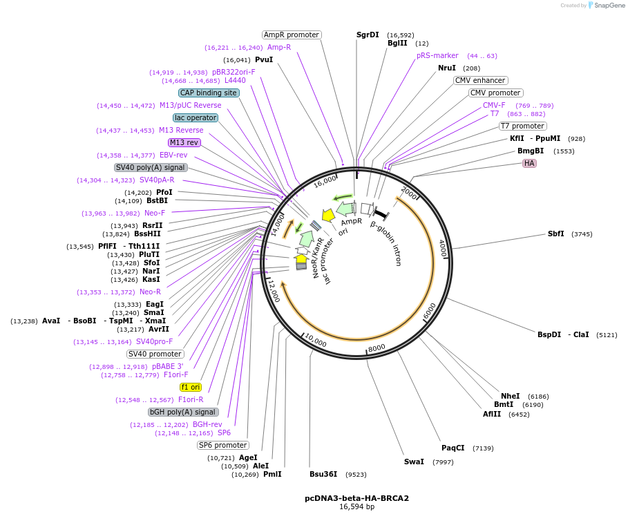 133553-plasmid-map-sequence-id-267531