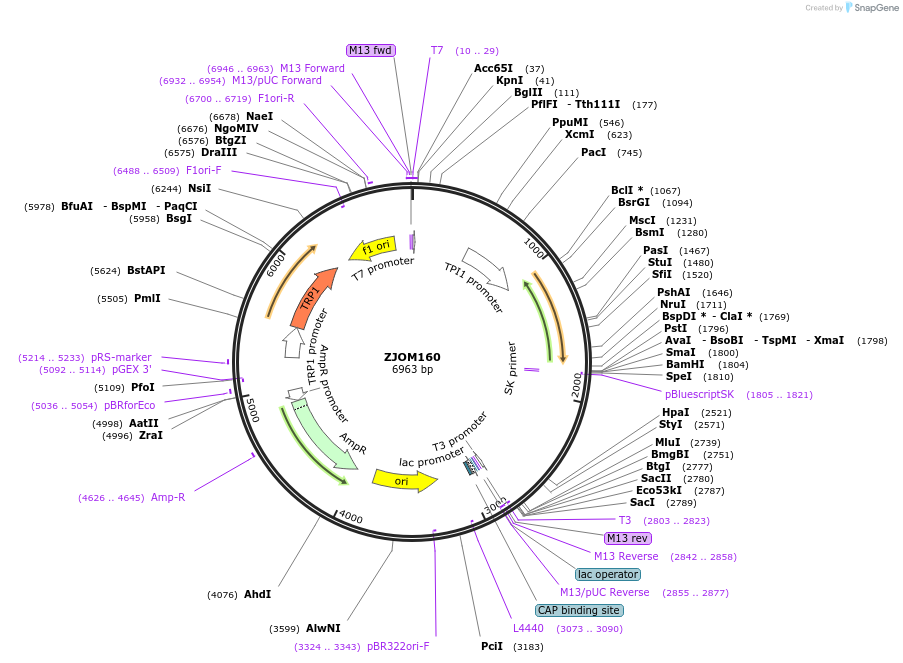 133670-plasmid-map-sequence-id-267532