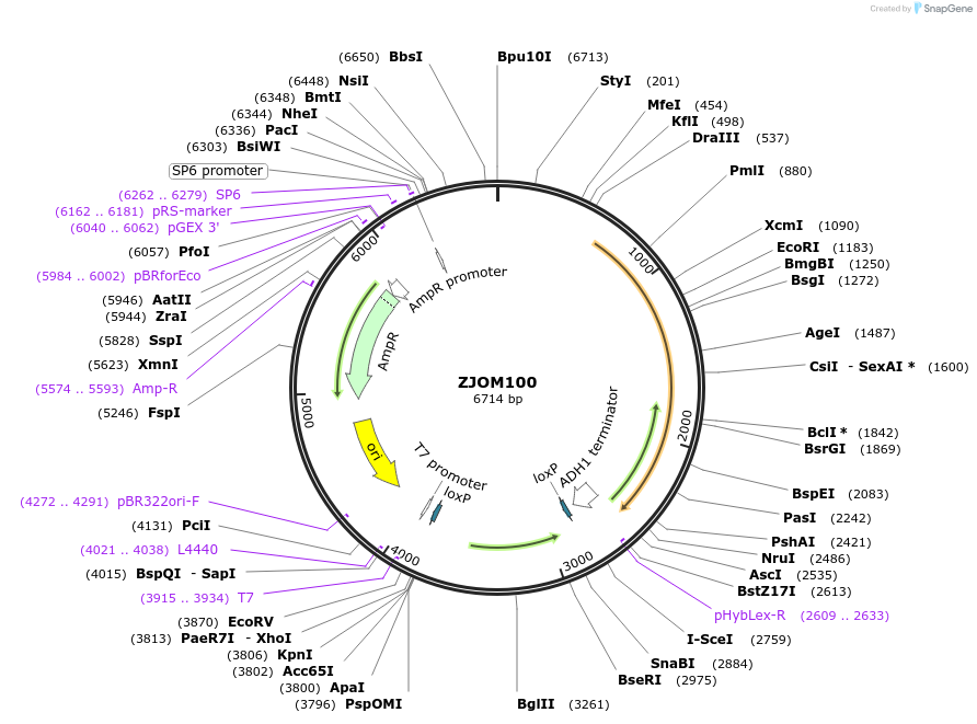 133662-plasmid-map-sequence-id-267533