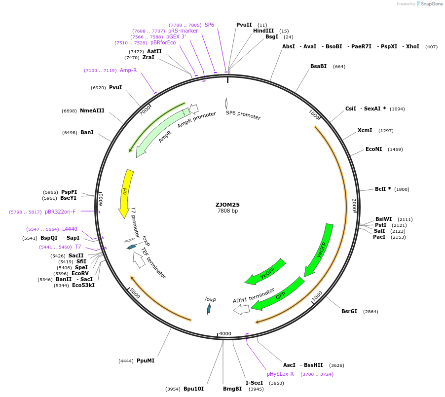 133672-plasmid-map-sequence-id-267535