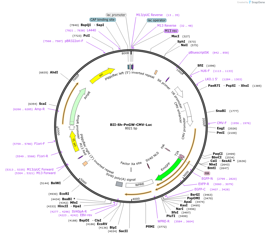 133367-plasmid-map-sequence-id-267540