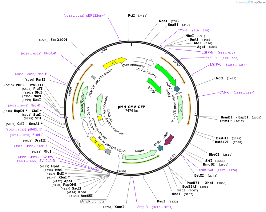 133017-plasmid-map-sequence-id-267554