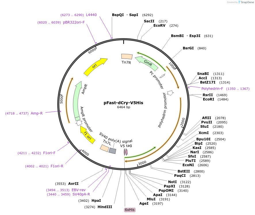 136240-plasmid-map-sequence-id-267557