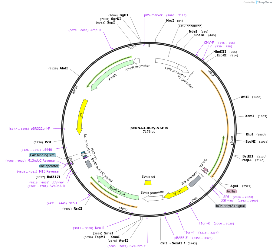 136241-plasmid-map-sequence-id-267559