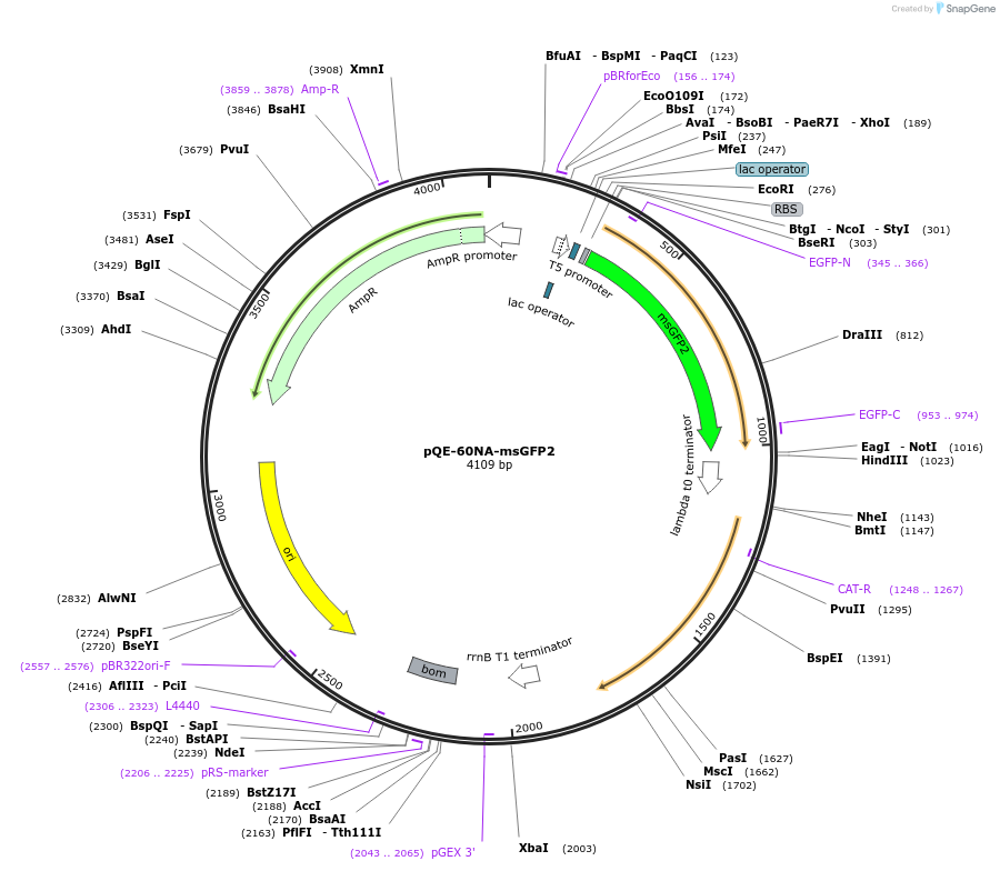 135301-plasmid-map-sequence-id-267561