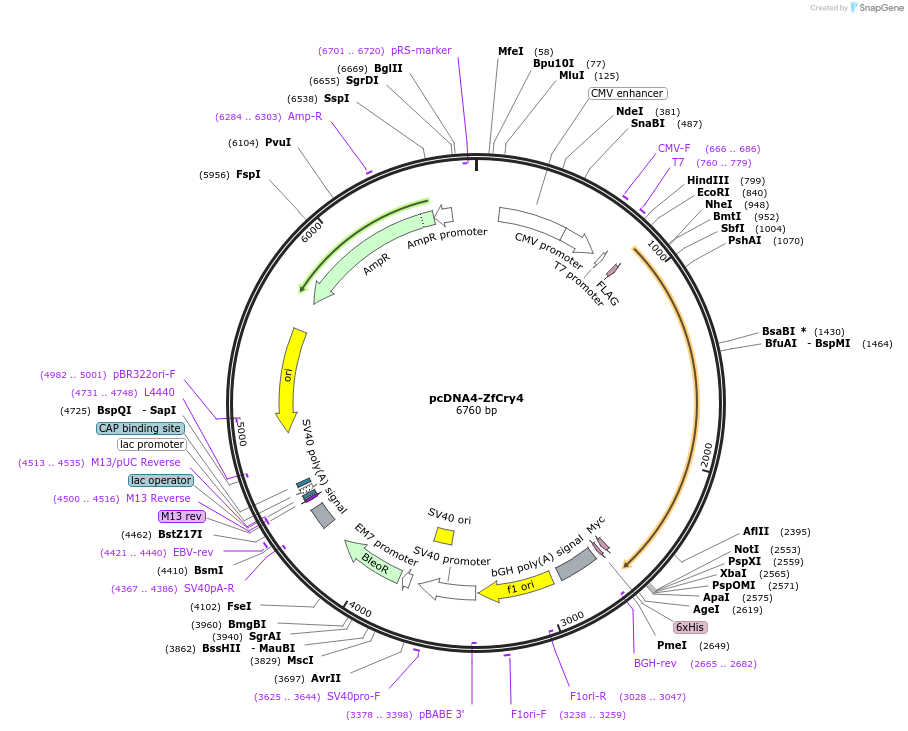 136242-plasmid-map-sequence-id-267563