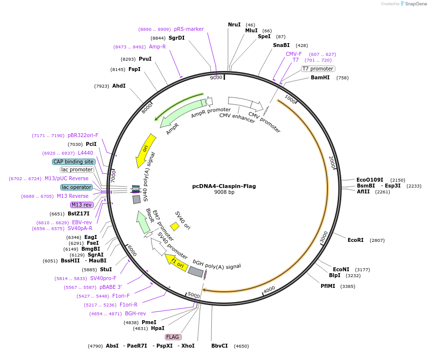 136246-plasmid-map-sequence-id-267567