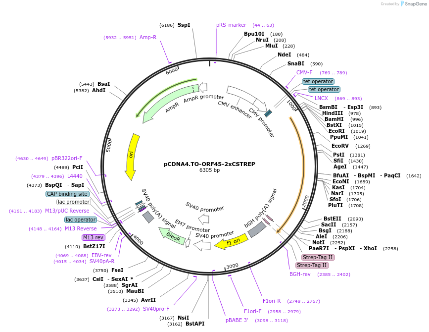 136206-plasmid-map-sequence-id-267575