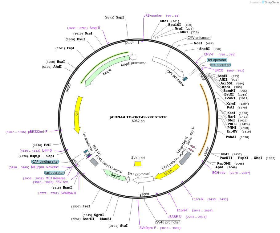136210-plasmid-map-sequence-id-267581