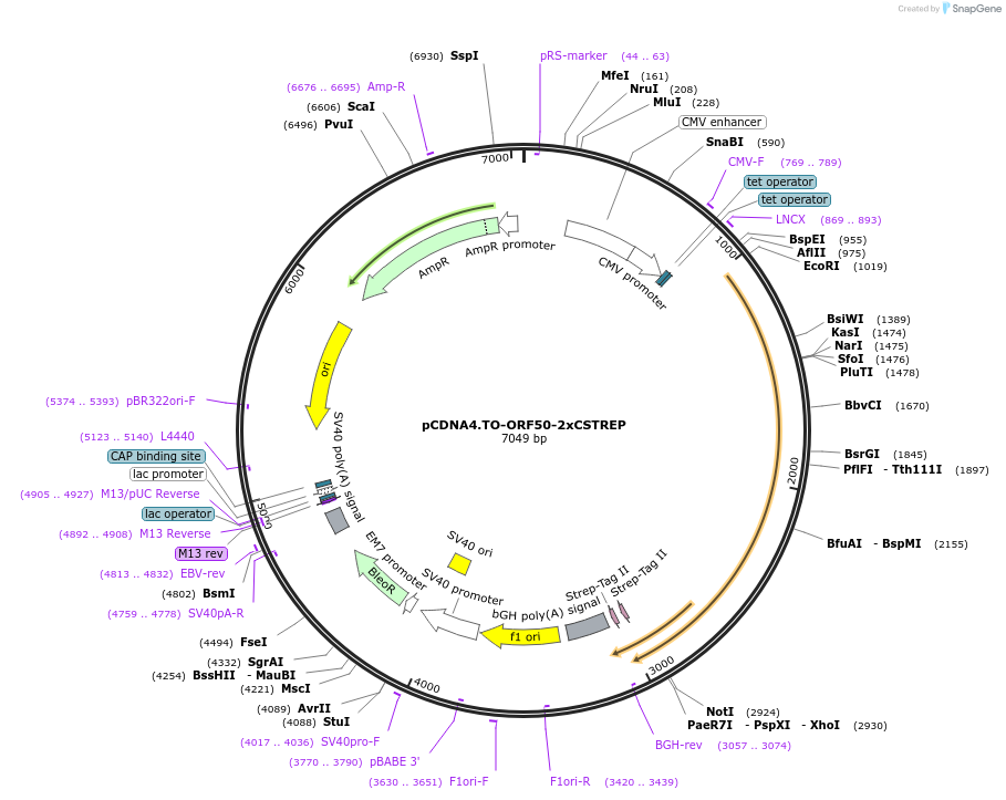 136211-plasmid-map-sequence-id-267582