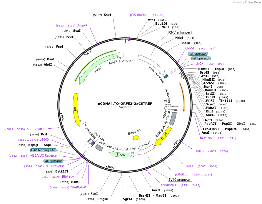 136213-plasmid-map-sequence-id-267584