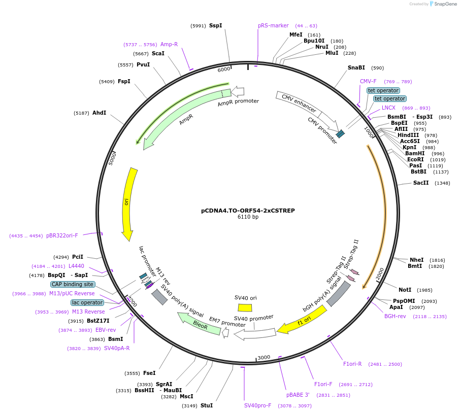 136214-plasmid-map-sequence-id-267590