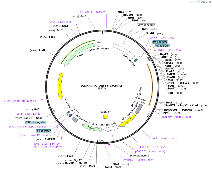 136215-plasmid-map-sequence-id-267597
