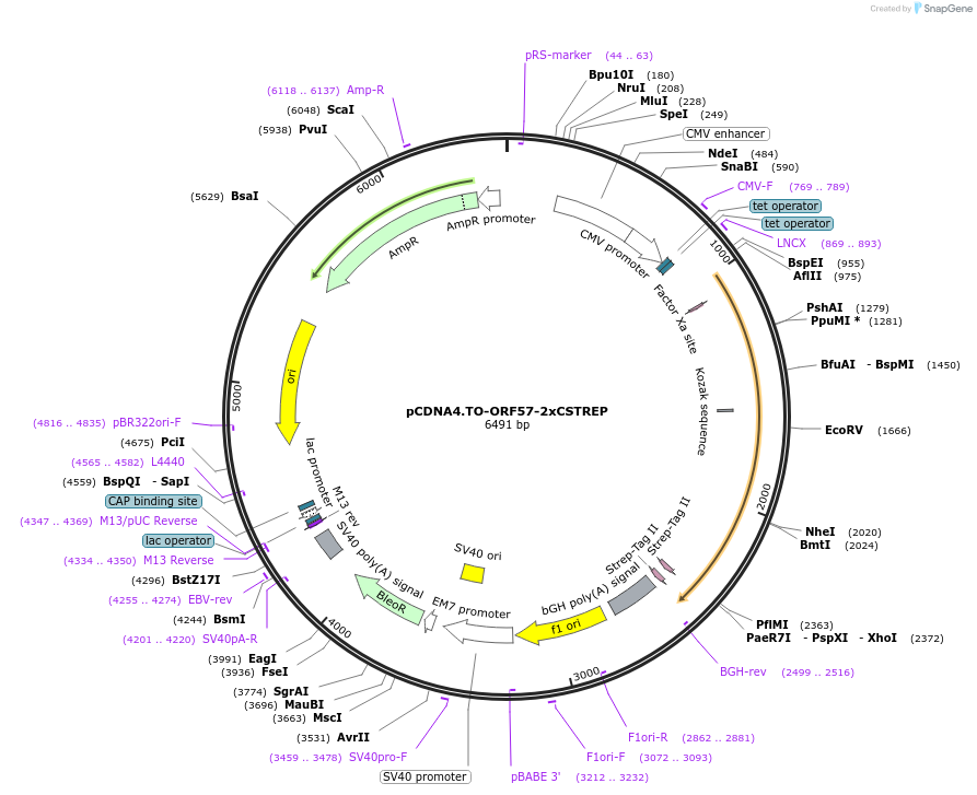 136217-plasmid-map-sequence-id-267603