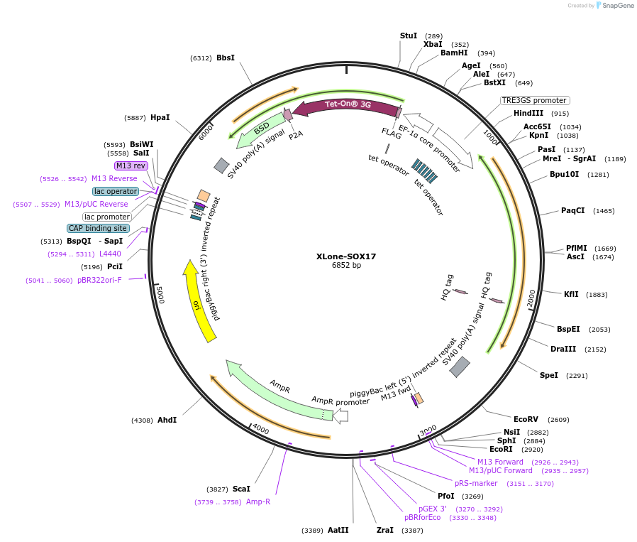 135764-plasmid-map-sequence-id-267610