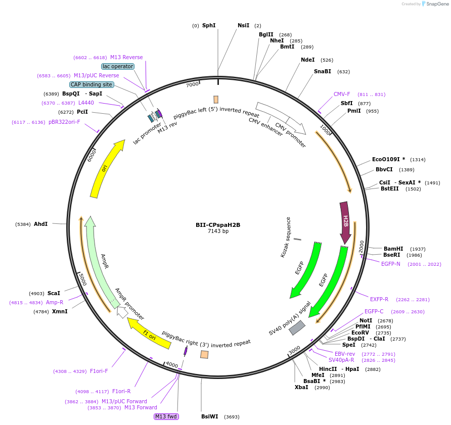 133385-plasmid-map-sequence-id-267615