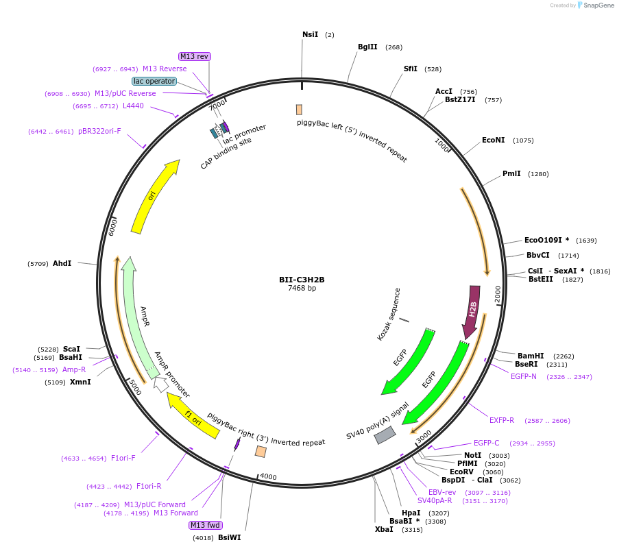 133387-plasmid-map-sequence-id-267617