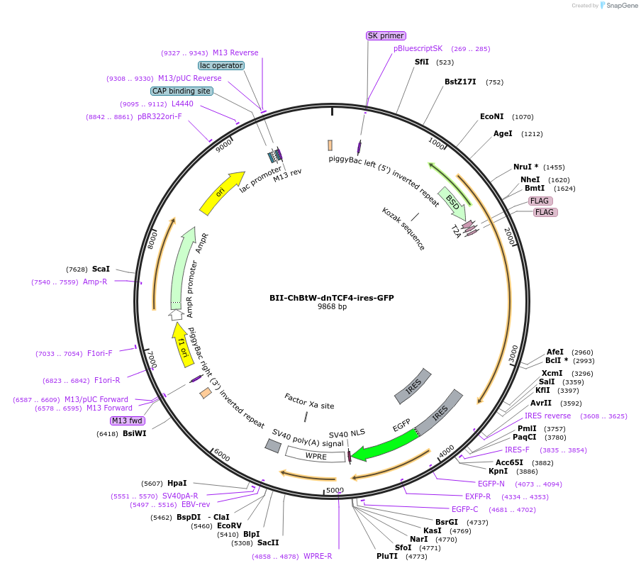 133378-plasmid-map-sequence-id-267619