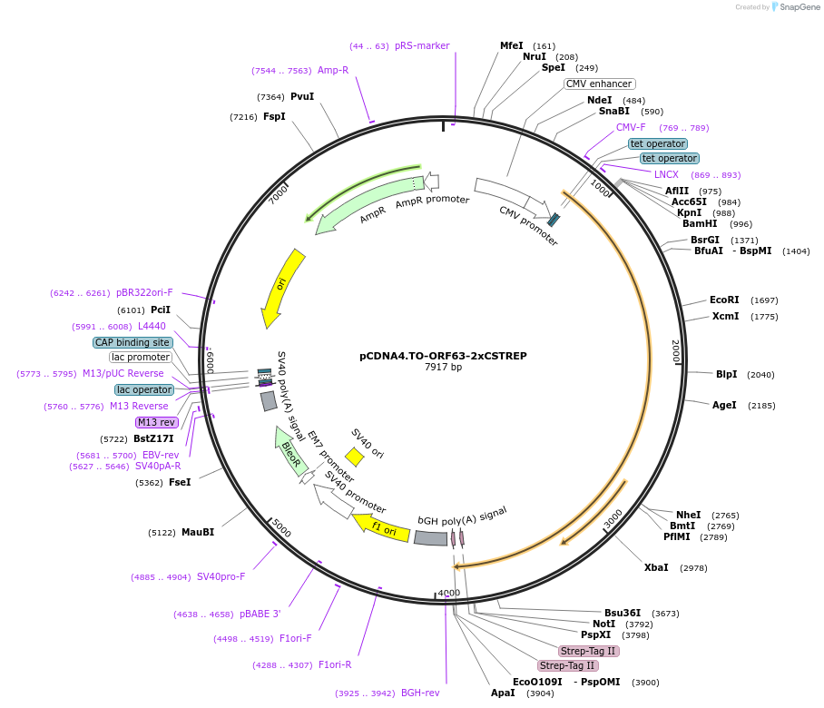 136223-plasmid-map-sequence-id-267620