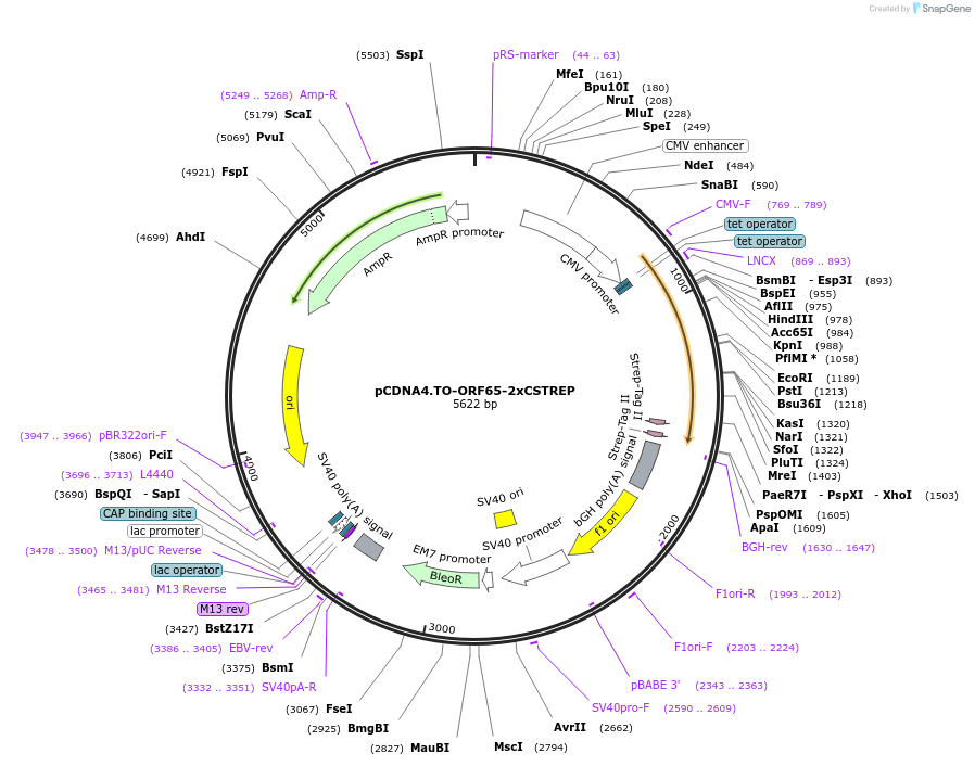 136225-plasmid-map-sequence-id-267627