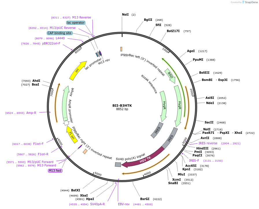 133389-plasmid-map-sequence-id-267640