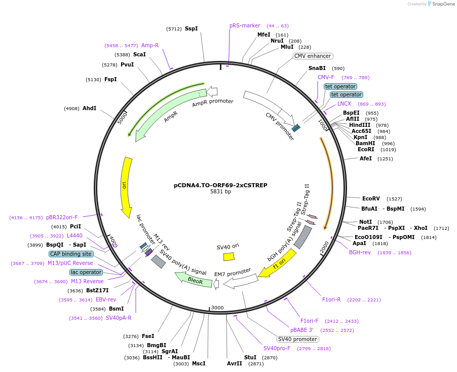 136230-plasmid-map-sequence-id-267644
