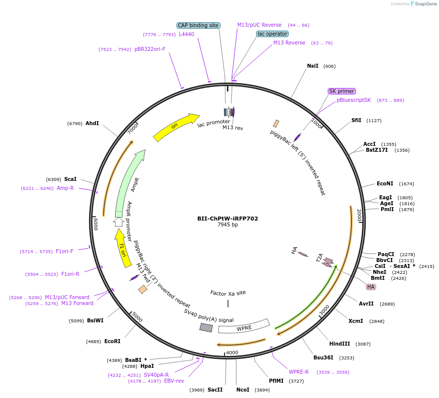 133398-plasmid-map-sequence-id-267650