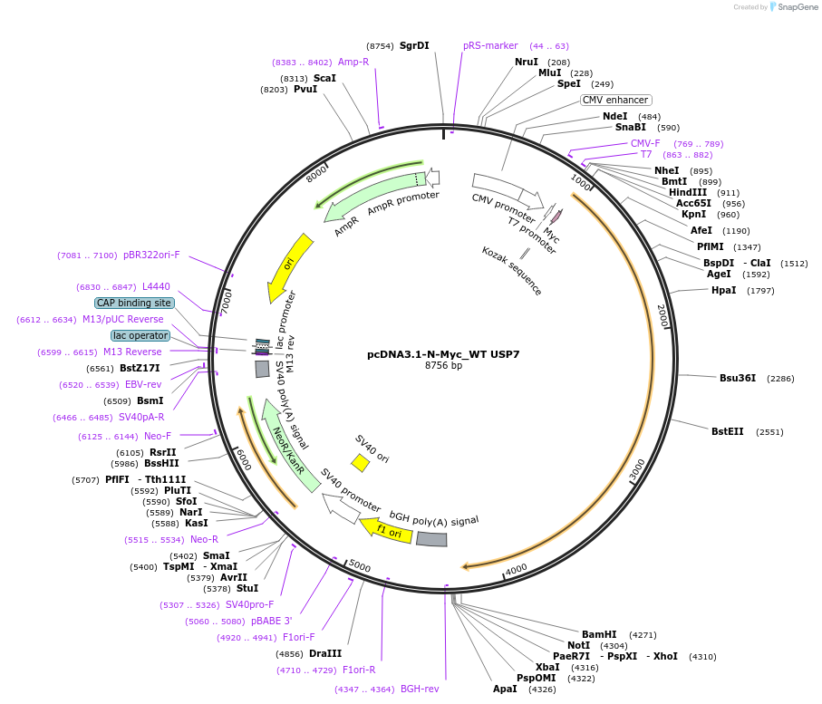 131242-plasmid-map-sequence-id-267659