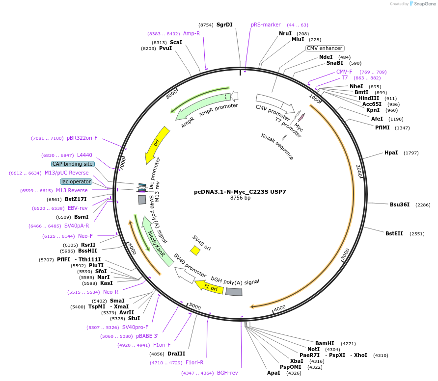 131243-plasmid-map-sequence-id-267660