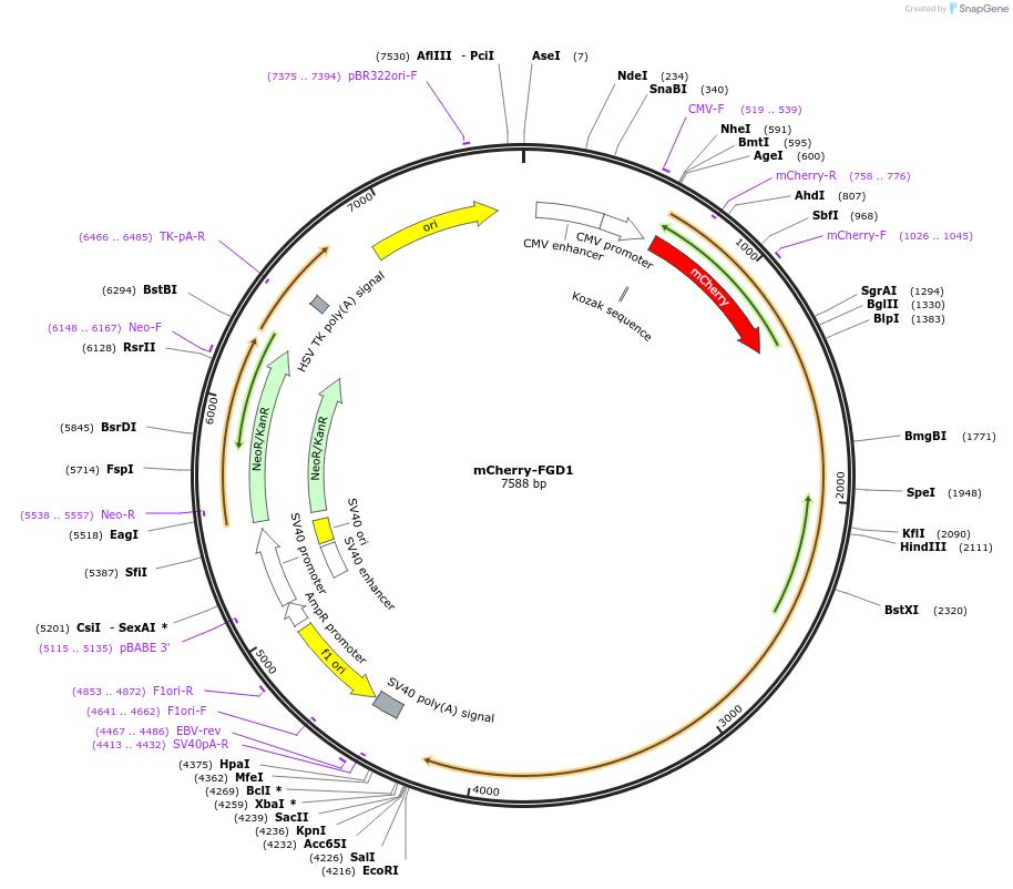 129612-plasmid-map-sequence-id-267684