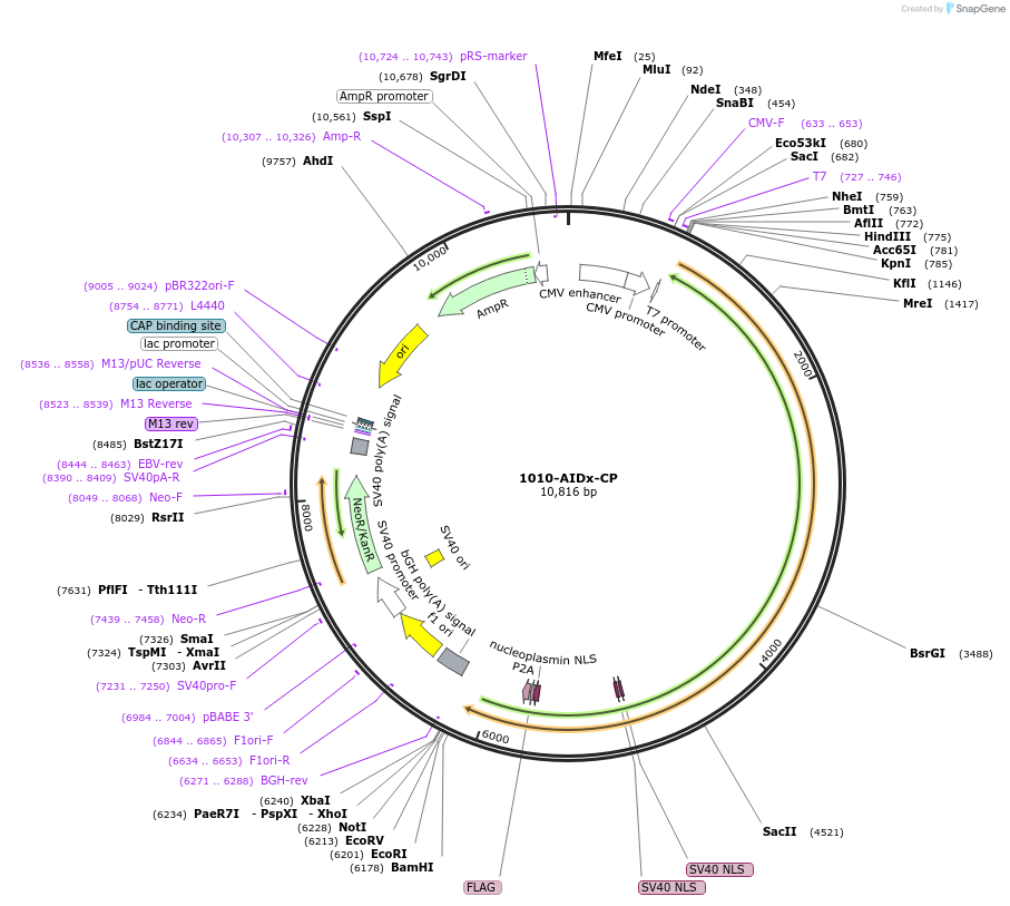 135340-plasmid-map-sequence-id-267691