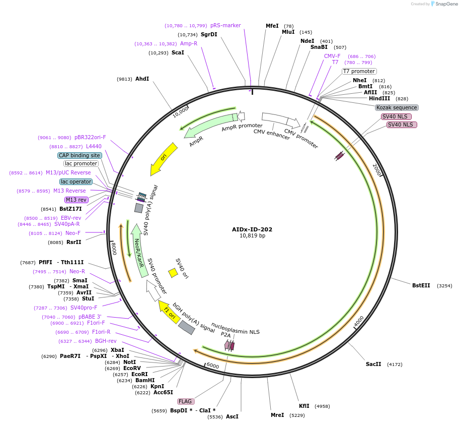 135344-plasmid-map-sequence-id-267694