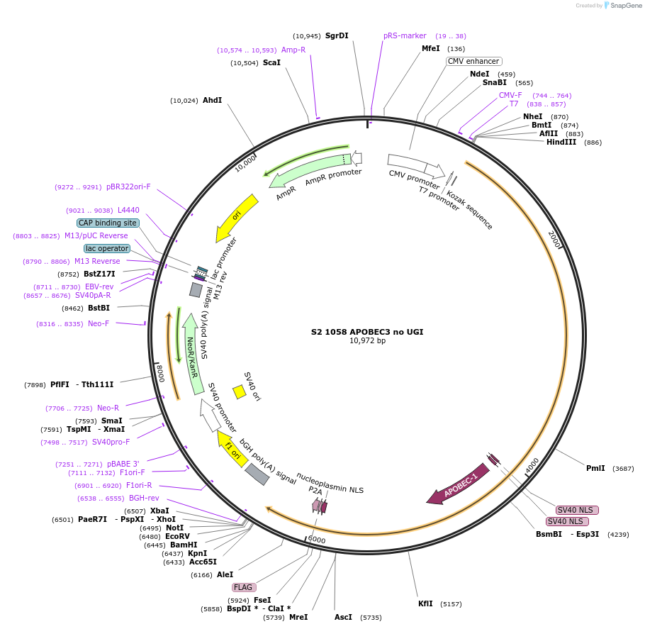 135350-plasmid-map-sequence-id-267699