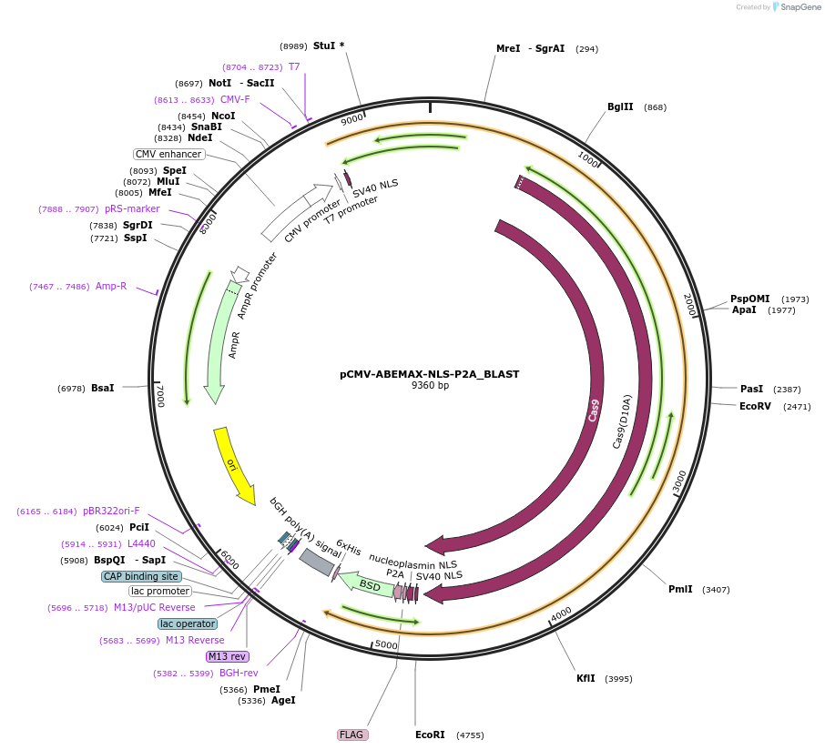 135355-plasmid-map-sequence-id-267704