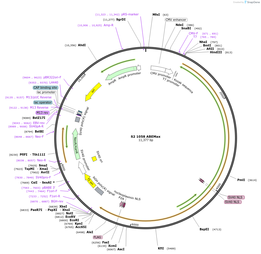 135356-plasmid-map-sequence-id-267706