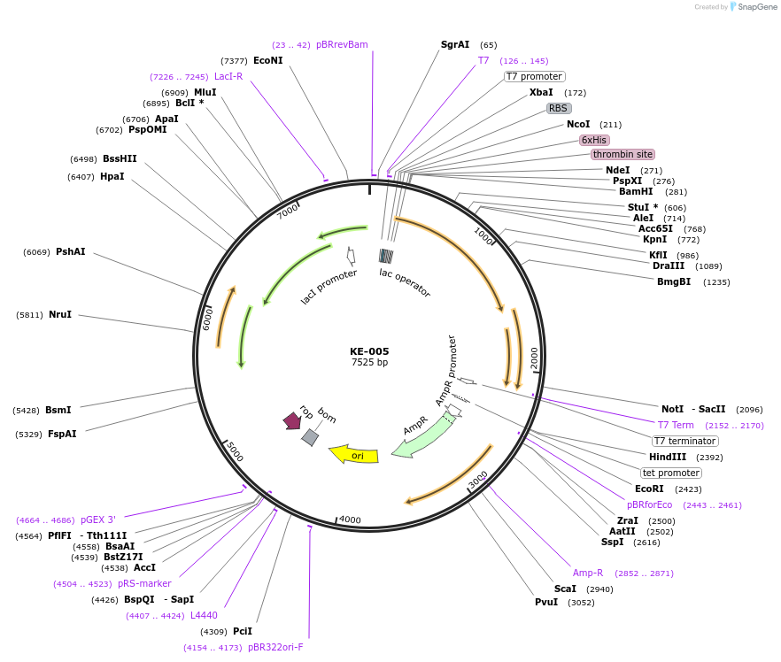 133440-plasmid-map-sequence-id-267708