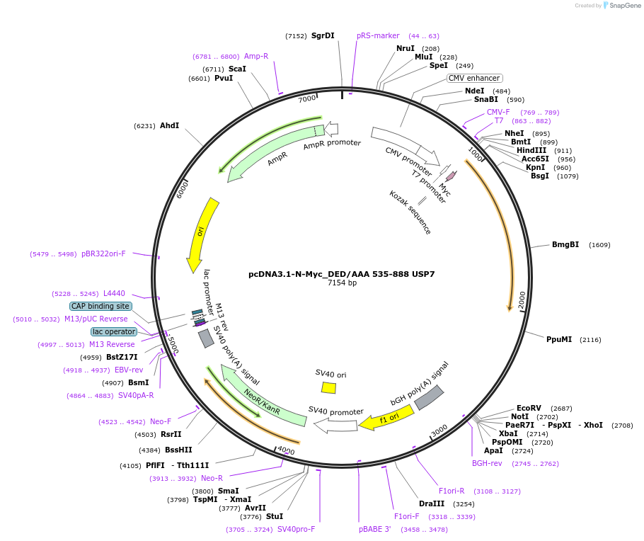 131255-plasmid-map-sequence-id-267709