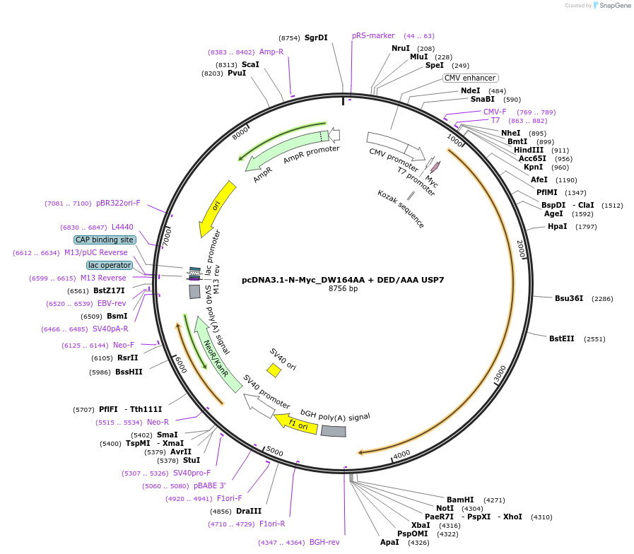 131256-plasmid-map-sequence-id-267711