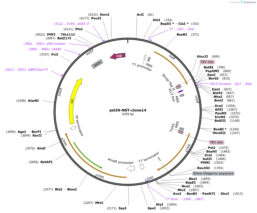133421-plasmid-map-sequence-id-267716