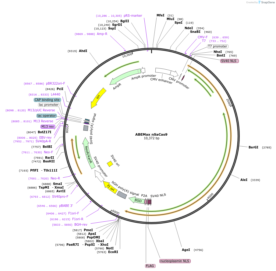135364-plasmid-map-sequence-id-267718